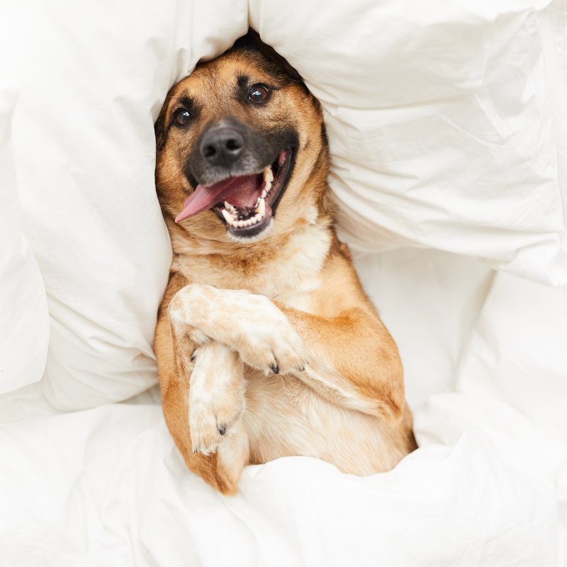 Les couettes en coton léger : le secret d'un sommeil parfait toute l'année